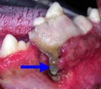 Dilacerated and nonvital mandibular carnassial tooth with stage 4 periodontal lesion